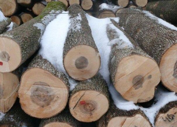 國產東北楓木和國外的美國楓木、加拿大楓木哪種更好